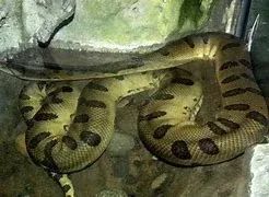 .Your Green Anaconda.