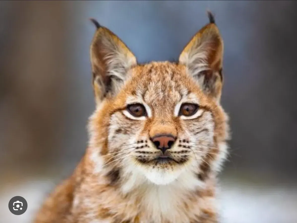 Lynx