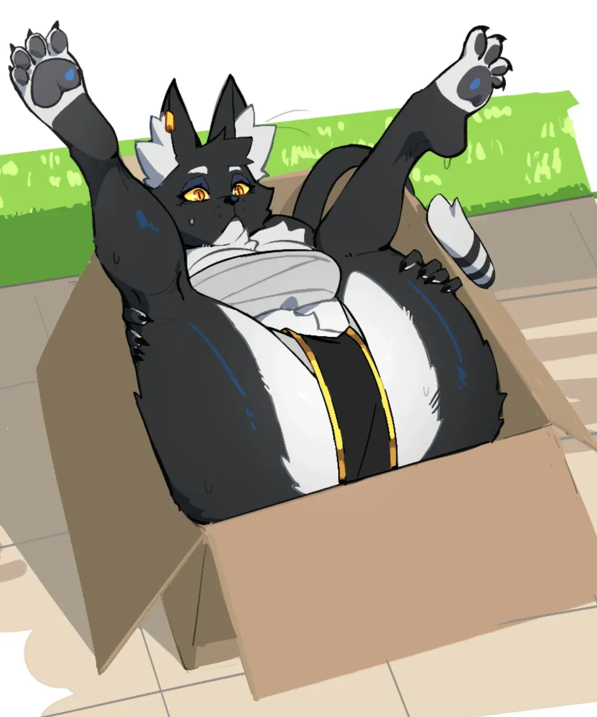 Bacardi - Cat in a box