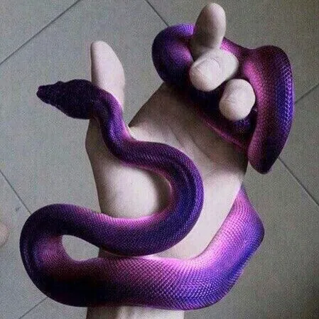 DONATELLO [FUTURE+ RISE +NAGA AU] STOCK