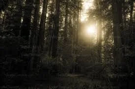 Camp Nevermore (murder mystery)