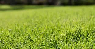 Grass