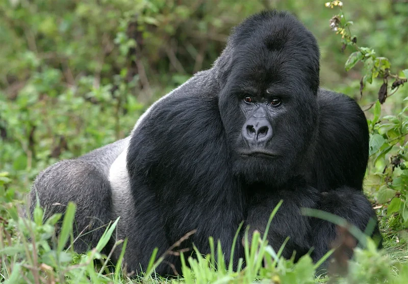The Gorilla